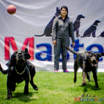 EDUCACIÓN PARA MI PERRO (OBEDIENCIA BÁSICA)